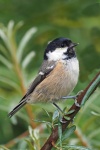 Coal tit