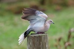 Collared dove