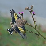 Goldfinch