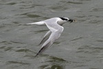 Sandwich tern
