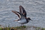 Common sandpiper