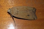 Large yellow underwing