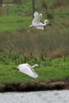 Little egret