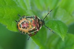 Bronze shield bug
