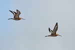 Black tailed godwit