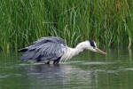 Grey heron