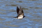 Swallow