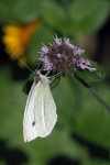 Small white