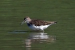 Green sandpiper