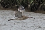 Curlew