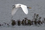Little egret