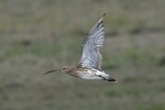 Curlew