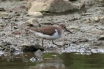Common sandpiper