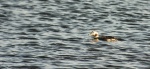 Long-tailed Duck