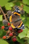 Red admiral
