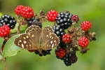 Speckled wood
