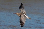 Curlew