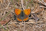 Small copper