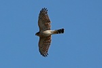 Sparrowhawk