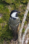 Coal tit