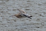 Curlew