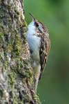 Tree creeper