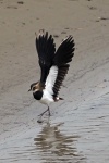 Lapwing