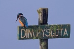 Kingfisher