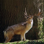 Fallow deer