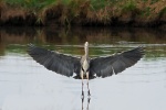 Grey heron