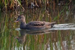 Gadwall