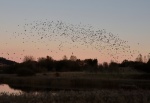 Starlings