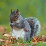 Grey squirrel
