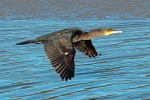 Cormorant