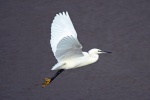 Little egret