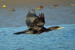 Cormorant