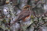 Redwing