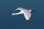 Little egret