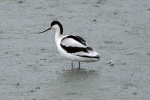 Avocet