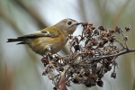 Goldcrest