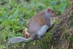 Grey squirrel