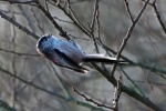 Long tailed tit