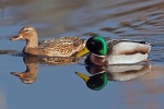 Mallard duck