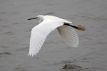 Little egret
