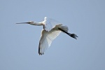 Spoonbill