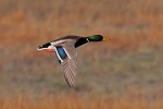 Drake mallard