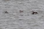 Long tailed duck