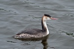 Great crested grebe