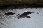 Grey heron