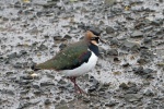 Lapwing
